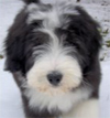 Otto